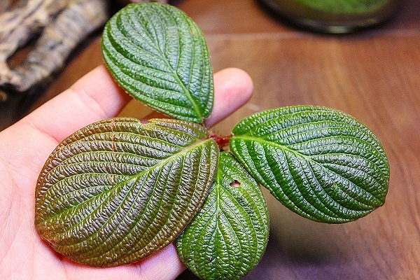 ホマロメナ Homalomena sp.Riau sumatera 色々 – 熱帯植物.com